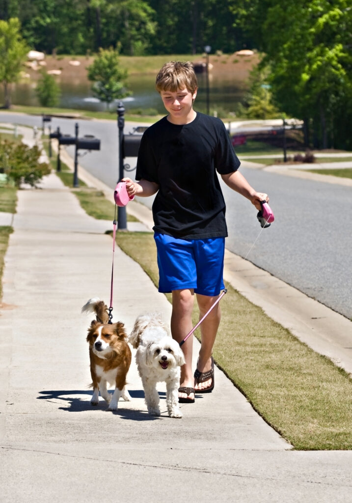 Young boy walking dogs
